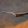 Grifone - Griffon vulture (Gyps fulvus)