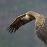 Grifone - Griffon vulture (Gyps fulvus)