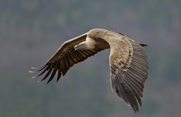 Grifone - Griffon vulture (Gyps fulvus)