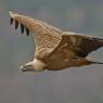 Grifone - Griffon vulture (Gyps fulvus)