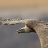 Grifone - Griffon vulture (Gyps fulvus)