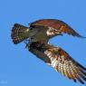 Falco pescatore - Osprey (Pandion haliaetus)