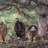 Astore - Goshawk (Accipiter gentilis)