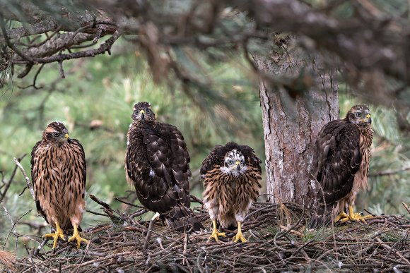 Astore - Goshawk (Accipiter gentilis)