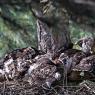 Astore - Goshawk (Accipiter gentilis)