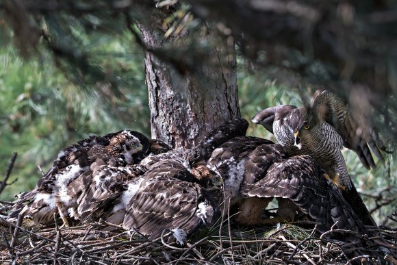 Astore - Goshawk (Accipiter gentilis)