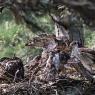 Astore - Goshawk (Accipiter gentilis)