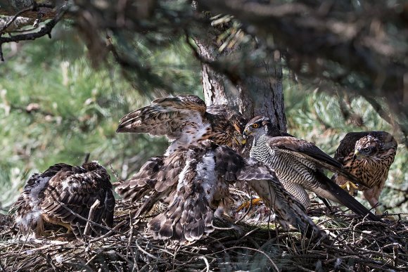 Astore - Goshawk (Accipiter gentilis)