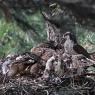 Astore - Goshawk (Accipiter gentilis)