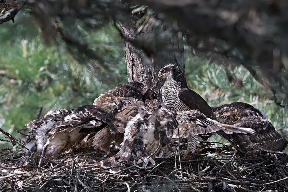 Astore - Goshawk (Accipiter gentilis)