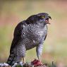 Astore - Northern goshawk (Accipiter gentilis)