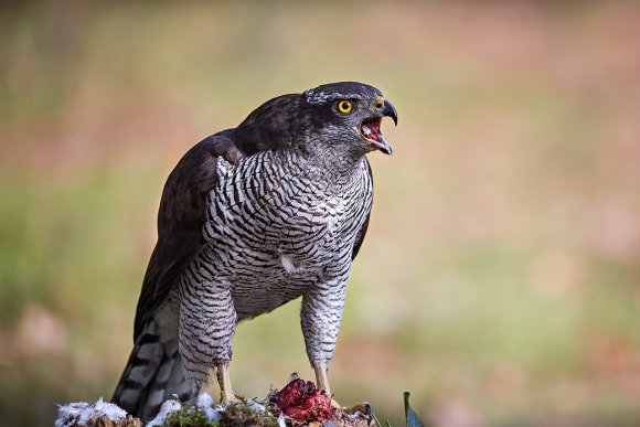 Astore - Northern goshawk (Accipiter gentilis)