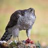 Astore - Northern goshawk (Accipiter gentilis)