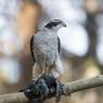 Astore - Northern goshawk (Accipiter gentilis)