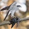 Astore - Northern goshawk (Accipiter gentilis)