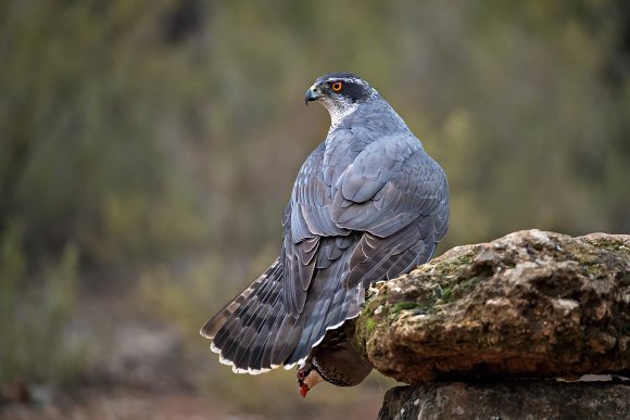 Astore - Goshawk (Accipiter gentilis)