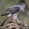 Astore - Goshawk (Accipiter gentilis)