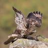 Poiana - Common  Buzzard (Buteo buteo)