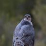 Astore - Goshawk (Accipiter gentilis)