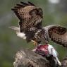 Poiana - Common buzzard (Buteo buteo)