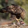 Aquila reale - Golden Eagle  (Aquila chrysaetos)