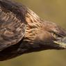 Aquila reale - Golden Eagle  (Aquila chrysaetos)