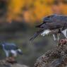 Astore - Goshawk (Accipiter gentilis)