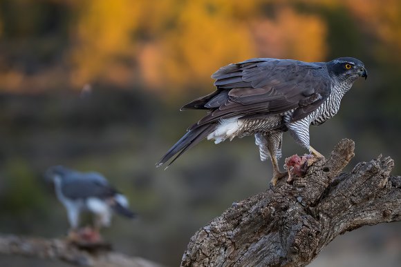 Astore - Goshawk (Accipiter gentilis)