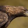 Aquila reale - Golden Eagle  (Aquila chrysaetos)