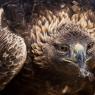 Aquila reale - Golden Eagle  (Aquila chrysaetos)