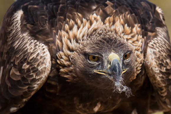 Aquila reale - Golden Eagle  (Aquila chrysaetos)