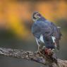 Astore - Goshawk (Accipiter gentilis)