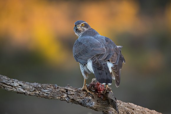 Astore - Goshawk (Accipiter gentilis)