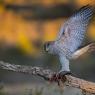 Astore - Goshawk (Accipiter gentilis)