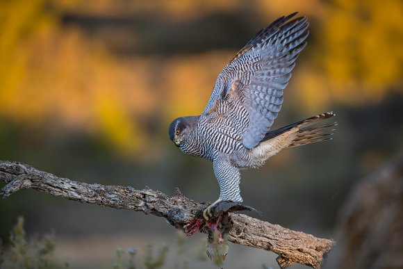 Astore - Goshawk (Accipiter gentilis)