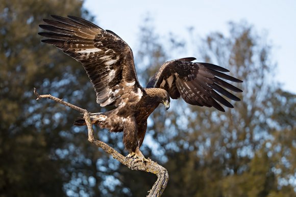 Aquila reale - Golden Eagle  (Aquila chrysaetos)