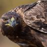 Aquila reale - Golden Eagle  (Aquila chrysaetos)