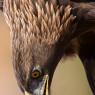 Aquila reale - Golden Eagle  (Aquila chrysaetos)