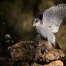 Astore - Goshawk (Accipiter gentilis)