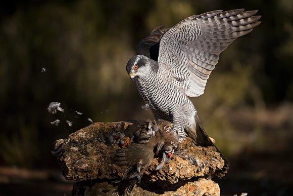 Astore - Goshawk (Accipiter gentilis)