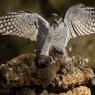 Astore - Goshawk (Accipiter gentilis)