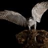 Astore - Goshawk (Accipiter gentilis)