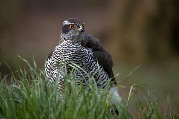 Astore - Goshawk (Accipiter gentilis)