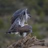 Astore - Goshawk (Accipiter gentilis)