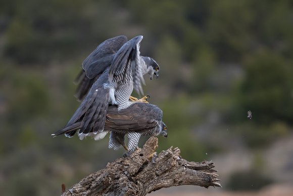 Astore - Goshawk (Accipiter gentilis)