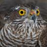 Sparviere - Sparrow Hawk (Accipiter nisus)