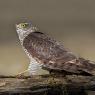 Sparviere - Sparrow Hawk (Accipiter nisus)