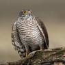 Sparviere - Sparrow Hawk (Accipiter nisus)