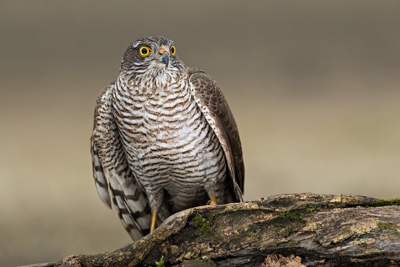 Sparviere - Sparrow Hawk (Accipiter nisus)