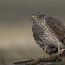 Sparviere - Sparrow Hawk (Accipiter nisus)